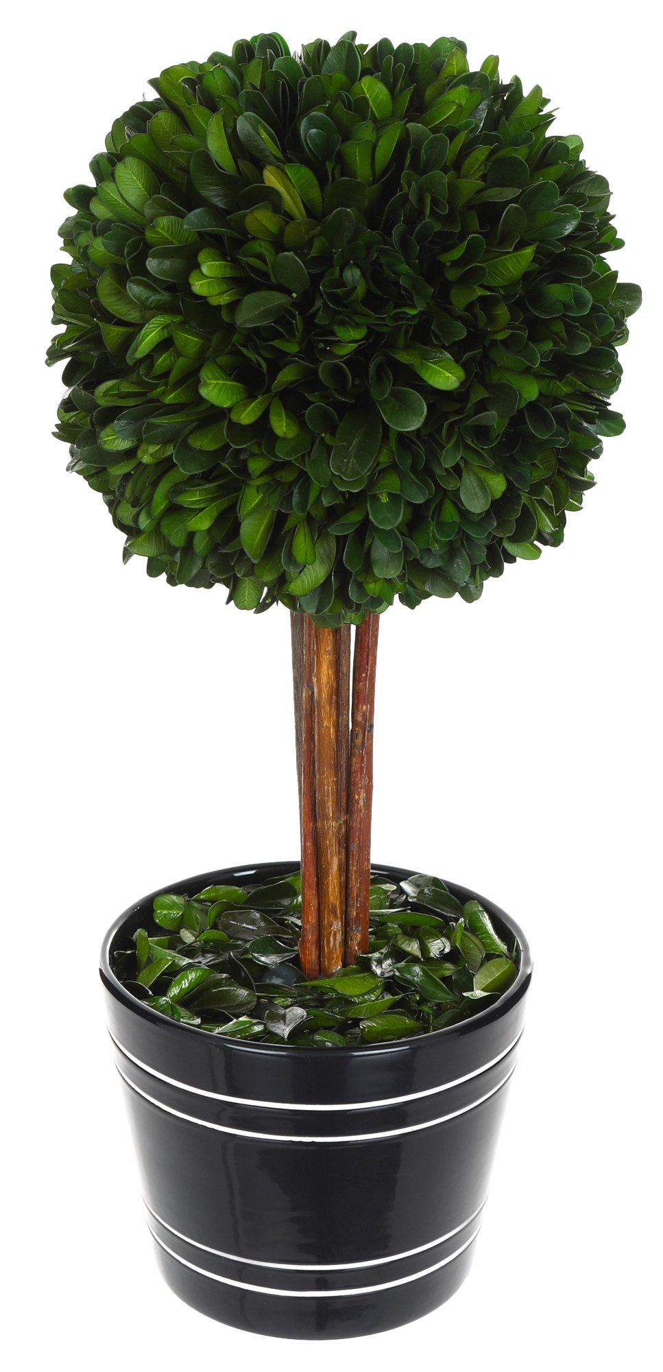 14in Faux Boxwood Potted Plant